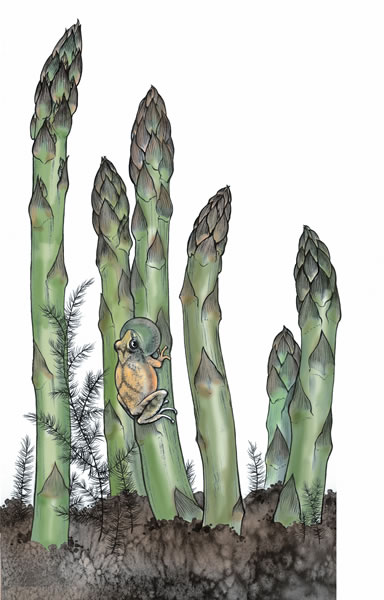Perennial asparagus provides one of the very first crops ready to harvest every spring. (That’s a spring peeper singing on the stalk.)